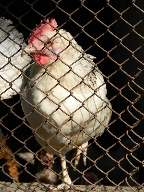 巴布韦在国 巴布韦在国